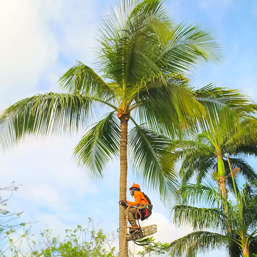 Tampa Bay Lawn Care Services - Tree and Palm Tree Trimming and Removal ...